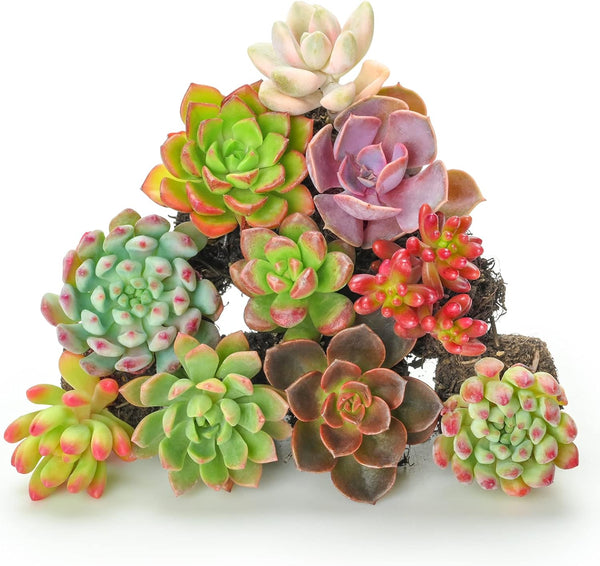 potted live succulents Sprout N Green 10 Assorted Succulents with Root, 10 Different Varieties Live Plants Collection, Without Plant Pot, Great for Gardener Beginner, DIY Projects, Wedding Party Favor