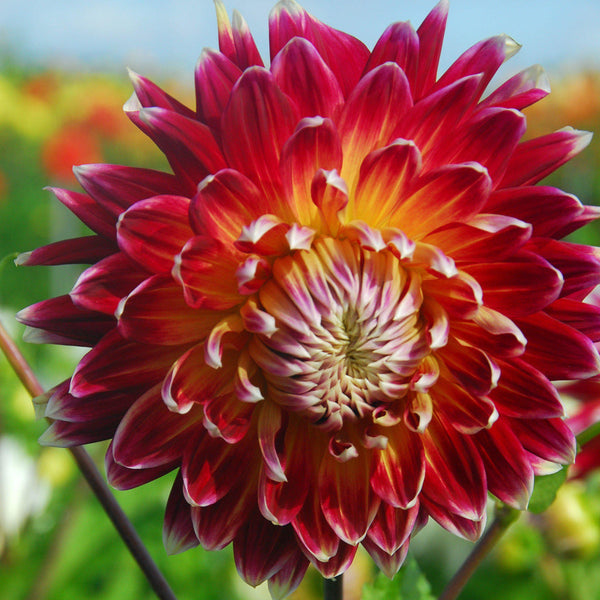 Melody Akita Dahlia Bulbs Perennial Growing Bonsai Roots Rhizomes Corms