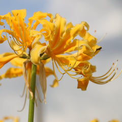 Aurea Yellow Lycoris Spider Lily Bulbs Radiata Hurricane Cluster Amayllis Growing Bonsai Roots Rhizomes Corms Tubers Potted Planting Reblooming Fragrant Garden Species Blooms Flower Seeds Plant Gardening
