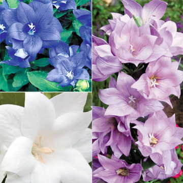 Astra Double Mix Balloon Flower Seeds - Plants Seeds