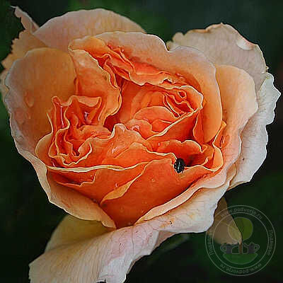 seeds & bulbs rose Rosa floriana Rose Seedlings Flower Seeds Perennial Growing Bonsai Corms Tubers Potted Planting Reblooming Fragrant Garden Roots Rhizomes Species Blooms Plant Bulbs Gardening Tree