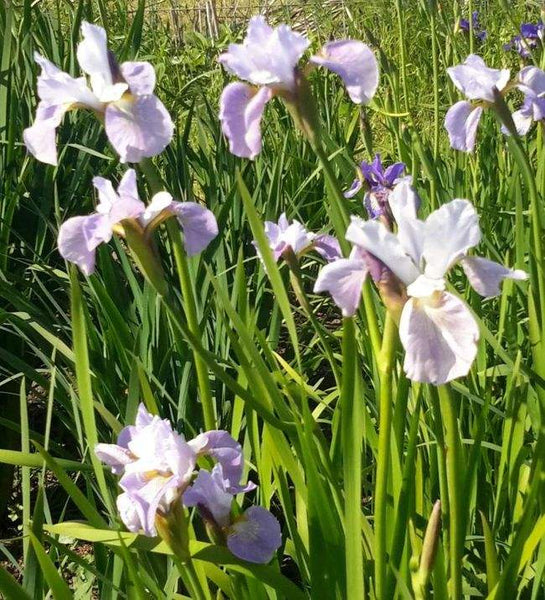 Bearded Iris - Blue Mix, Fall Flower Bulbs