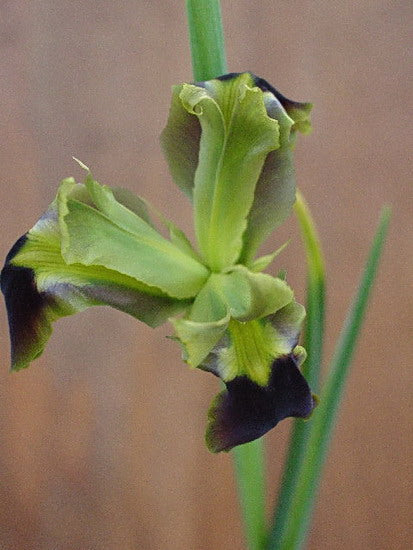 Hermodactylus Tuberosus Was Considered Monotypic Genus Iridaceae Family Mediterranean Area Bearded Iris Species Growing Bonsai Bulbs Roots Rhizomes