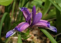 Iris Graminea From Spain France Northern Italy Bearded Iris Species Growing Bonsai Bulbs Roots Rhizomes Corms Tubers Potted Planting Reblooming Fragrant Garden Flower Seeds Plant