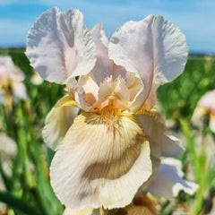 Constant Wattez Bearded Iris Iris Species Growing Bonsai Bulbs Roots Rhizomes Corms Tubers Potted Planting Reblooming Fragrant Garden Flower Seeds Plant