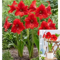 Red Tiger Amaryllis Hippeastrum Blooms Species Growing Bonsai Bulbs Roots Rhizomes Corms Tubers Potted Planting Reblooming Fragrant Garden Flower Seeds Plant