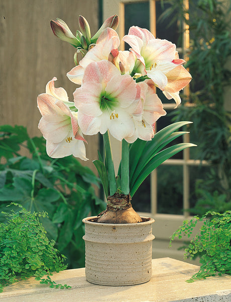 Apple Blossom Amaryllis Hippeastrum Blooms Species Growing Bonsai Bulbs Roots Rhizomes Corms Tubers Potted Planting Reblooming Fragrant Garden Flower Seeds Plant
