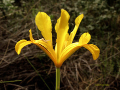 Iris Xiphium Var lusitanica Ker Gawl Foster Yellow Spain Portugal Bearded Iris Species Growing Bonsai Bulbs Roots Rhizomes Potted Garden Flower Seeds Plant