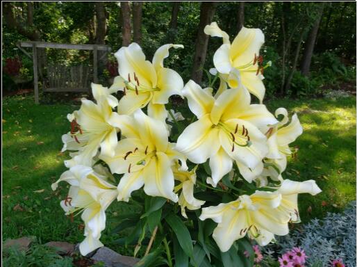 big brother lily flower Big Brother Giant Lily Blooms Species Growing Bonsai Bulbs Roots Rhizomes Corms Tubers Potted Planting Reblooming Fragrant Garden Flower Seeds Plant