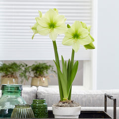 Fantasy Amaryllis Hippeastrum Blooms Species Growing Bonsai Bulbs Roots Rhizomes Corms Tubers Potted Planting Reblooming Fragrant Garden Flower Seeds Plant