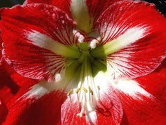 Christmas Blooming Amaryllis Candy Cane Red White Flowers Blooms Species Growing Bonsai Bulbs Roots Rhizomes Corms Tubers Potted Fragrant Garden Seeds Plant