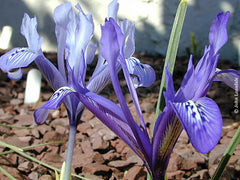 Iris Histrioides Var sophenensis Foster Dykes Bearded Iris Species Growing Bonsai Bulbs Roots Rhizomes Corms Tubers Potted Planting Reblooming Fragrant Garden Flower Seeds Plant