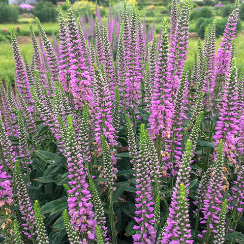 Veronica 'Lavender Lightsaber' - Plants Seeds