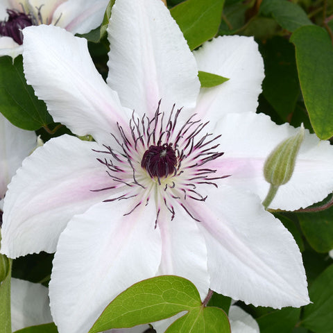 Clematis 'The Countess of Wessex' - Seedsplant