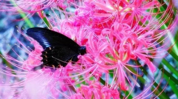 Butterfly Lycoris Spider Lilies Bulbs Radiata Hurricane Lily Cluster  Amayllis Growing Bonsai Roots Rhizomes Corms Tubers Potted Planting  Reblooming Fragrant Garden Species Blooms Flower Seeds Plant Gardening