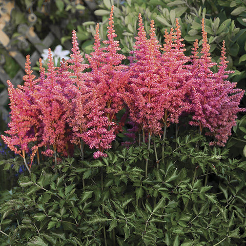 Astilbe 'Rise and Shine' - Plants Seeds