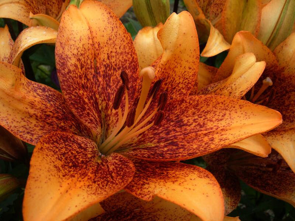 asiatic lily orange ton Longwood Easter Asiatic Lily Blooms Species Growing Bonsai Bulbs Roots Rhizomes Corms Tubers Potted Planting Reblooming Fragrant Garden Flower Seeds Plant