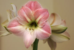 Apple Blossom Amaryllis Hippeastrum Blooms Species Growing Bonsai Bulbs Roots Rhizomes Corms Tubers Potted Planting Reblooming Fragrant Garden Flower Seeds Plant