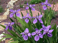 Iris Tectorum Maxim From Central and southwestern China Bearded Iris Species Growing Bonsai Bulbs Roots Rhizomes Corms Tubers Potted Planting Reblooming Fragrant Garden Flower Seeds Plant