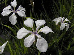 Iris Laevigata Alboviolacea