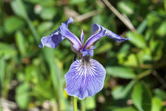 Iris hookeri Foster From The USA  Canada Bearded Iris Species Growing Bonsai Bulbs Roots Rhizomes Corms Tubers Potted Planting Reblooming Fragrant Garden Flower Seeds Plant