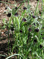 Hermodactylus Tuberosus Was Considered Monotypic Genus Iridaceae Family Mediterranean Area Bearded Iris Species Growing Bonsai Bulbs Roots Rhizomes