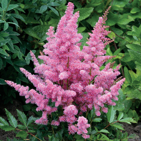 Astilbe Younique Cerise&trade; - Plants Seeds