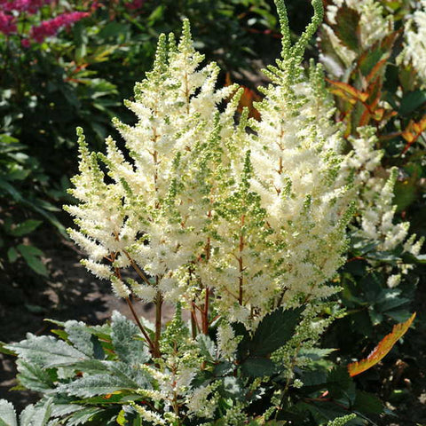 Astilbe Younique White&trade; - Plants Seeds
