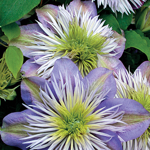 Crystal Fountain&trade; Clematis - Seedsplant