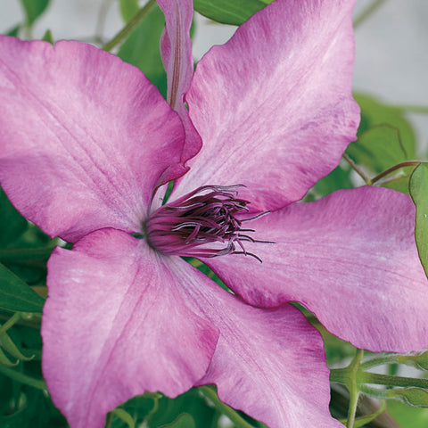 Giselle&trade; Clematis - Plants Seeds