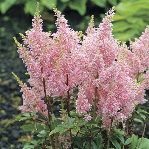 Astilbe Younique Salmon&trade; - Plants Seeds