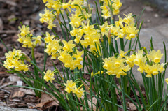 Angel’s Breath Daffodil Narcissus Bulbs Blooms Species Growing Bonsai Roots Rhizomes Corms Tubers Potted Planting Reblooming Fragrant Garden Flower Seeds Plant