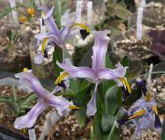 Iris Rosenbachiana From Central Asia Bearded Iris Species Growing Bonsai Bulbs Roots Rhizomes Corms Tubers Potted Planting Reblooming Fragrant Garden Flower Seeds Plant