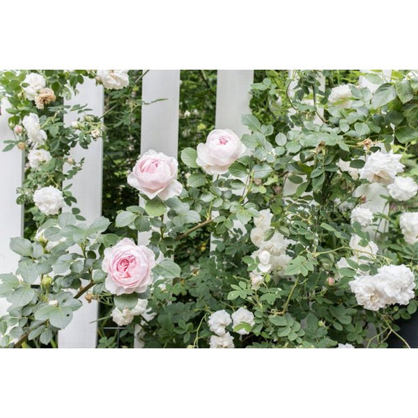 Earth Angel Rose Seedlings Flower Seeds Perennial Growing Bonsai Corms  Tubers Potted Planting Reblooming Fragrant Garden Roots Rhizomes Species  Blooms Plant Bulbs Gardening Tree