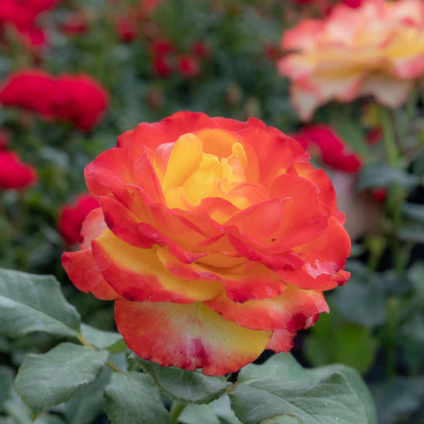 Tequila Sunrise Rose Seedlings Flower Seeds Perennial Growing Bonsai