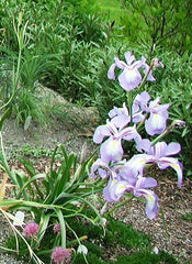 Iris Cycloglossa From Western Afghanistan Dutch Bearded Iris Species Growing Bonsai Bulbs Roots Rhizomes Corms Tubers Potted Planting Reblooming Fragrant Garden Flower Seeds Plant