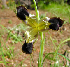 Hermodactylus Tuberosus Was Considered Monotypic Genus Iridaceae Family Mediterranean Area Iris Tuberosa Bonsai Bulbs Roots Rhizomes Corms Tubers Potted Garden Flower Seeds Plant
