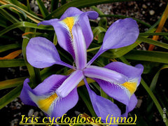 Iris Cycloglossa From Western Afghanistan Dutch Bearded Iris Species Growing Bonsai Bulbs Roots Rhizomes Corms Tubers Potted Planting Reblooming Fragrant Garden Flower Seeds Plant