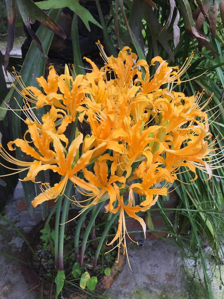 orange spider lily Lycoris Aurea Spider Lilies Bulbs Radiata Hurricane Lily Cluster Amayllis Growing Bonsai Roots Rhizomes Corms Tubers Potted Planting Reblooming Fragrant Garden Species Blooms Flower Seeds Plant Gardening