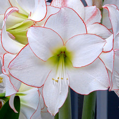 Jumbo Amaryllis Picotee Hippeastrum Blooms Species Growing Bonsai Bulbs Roots Rhizomes Corms Tubers Potted Planting Reblooming Fragrant Garden Flower Seeds Plant