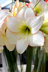 Jumbo Amaryllis Picotee Hippeastrum Blooms Species Growing Bonsai Bulbs Roots Rhizomes Corms Tubers Potted Planting Reblooming Fragrant Garden Flower Seeds Plant