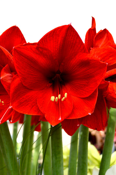 Jumbo Amaryllis Red Lion Hippeastrum Blooms Species Growing Bonsai Bulbs Roots Rhizomes Corms Tubers Potted Planting Reblooming Fragrant Garden Flower Seeds Plant
