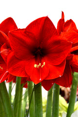 Jumbo Amaryllis Red Lion Hippeastrum Blooms Species Growing Bonsai Bulbs Roots Rhizomes Corms Tubers Potted Planting Reblooming Fragrant Garden Flower Seeds Plant