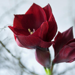 Benfica Amaryllis Hippeastrum Blooms Species Growing Bonsai Bulbs Roots Rhizomes Corms Tubers Potted Planting Reblooming Fragrant Garden Flower Seeds Plant