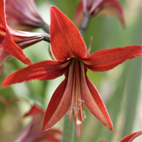 Sumatra Amaryllis Hippeastrum Blooms Species Growing Bonsai Bulbs Roots Rhizomes Corms Tubers Potted Planting Reblooming Fragrant Garden Flower Seeds Plant