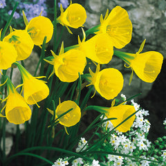 Narcissus Bulbocodium Conspicuous  Daffodil Bulbs Blooms Species Growing Bonsai Roots Rhizomes Corms Tubers Potted Planting Reblooming Fragrant Garden Flower Seeds Plant