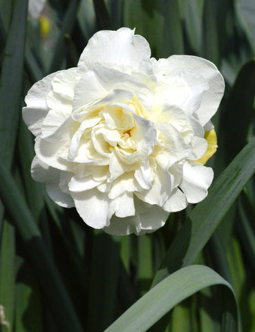 Daffodil White Explosion Narcissus Bulbs Blooms Species Growing Bonsai Roots Rhizomes Corms Tubers Potted Planting Reblooming Fragrant Garden Flower Seeds Plant