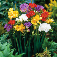 Freesia Double Mixture Bulbs Growing Bonsai Roots Rhizomes Corms Tubers Potted Planting Reblooming Fragrant Garden Species Blooms Flower Seeds Plant Gardening