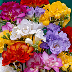 Freesia Double Mixture Bulbs Growing Bonsai Roots Rhizomes Corms Tubers Potted Planting Reblooming Fragrant Garden Species Blooms Flower Seeds Plant Gardening