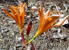 Beautiful Orange Lycoris Spider Lilies Bulbs Radiata Hurricane Lily Cluster Amayllis Growing Bonsai Roots Rhizomes Corms Tubers Potted Planting Reblooming Fragrant Garden Species Blooms Flower Seeds Plant Gardening
